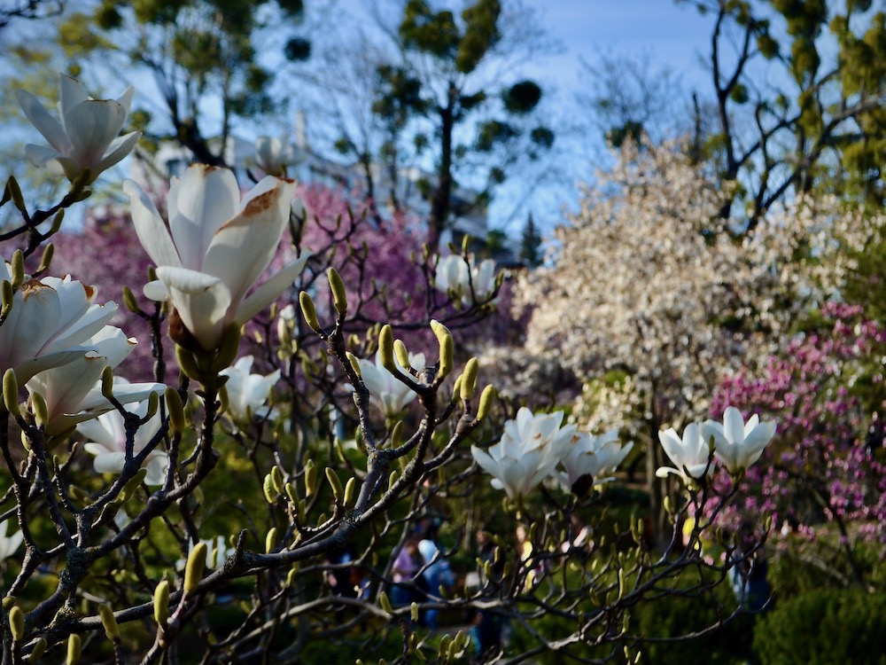 Flowers at Setagaya park in Vienna