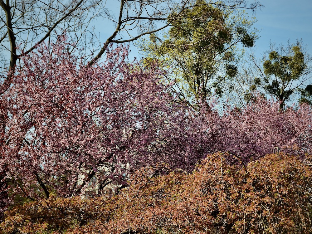 Trees at Setagaya park in Vienna